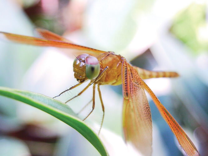 Dragonfly Insect Among Nature's Best Fliers
